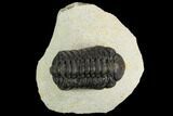Bargain, Austerops Trilobite - Visible Eye Facets #119971-1